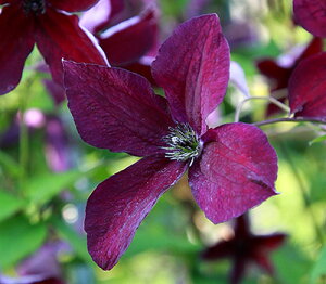 N}`X 'ubNEvX' nFr`Zn 12cm|bg