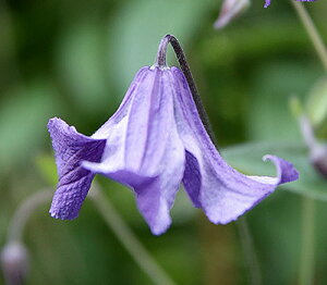 N}`X 'u[EC' nFCeOtHAn 12cm|bg