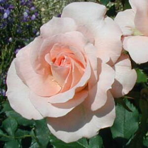 生花 ローズ 鉢植えの人気商品 通販 価格比較 価格 Com