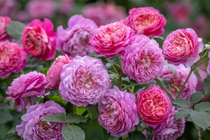 G}EubWEH[^[(Ausb44a16)ic\j 7A CObV[YifrbhEI[X`[Yj oc s_ѐY io^o\t