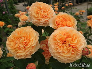 Jg[EghZb^[ic\j7A oc s_ѐY io^oρt lG炫֖[炫nito_[Yj Xv[炫 C^[vc