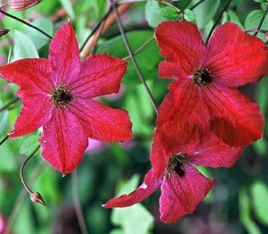 N}`X fJ[V^f nFr`Zn 12cm|bg