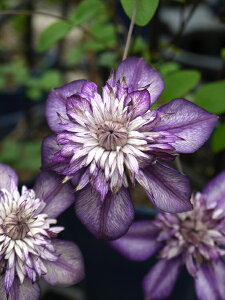 N}`X@fJVXf@ChGr\RNV@nFt_n@12cm|bg