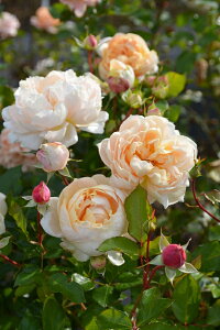 シャンパーニュ(大苗予約)7号鉢植え バラ苗 《農林水産省 品種登録出願中》 四季咲き ロサ・オリエンティス プログレッシオシリーズ