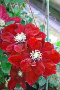 N}`X fVCf h }炫 ChGr\RNV 炫 12cm|bg