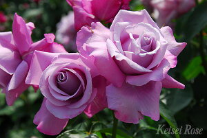 VEhDES[ic\j7A o oc