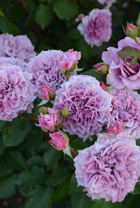 コリン・クレイヴン(大苗予約)7号鉢植え 四季咲き ロサ・オリエンティス プログレッシオシリーズ バラ苗 《農林水産省 登録品種》