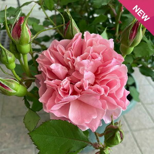 アンファン・ドゥ・コライユ(大苗予約)7号鉢植え 四季咲き バラ苗 《契約品種》