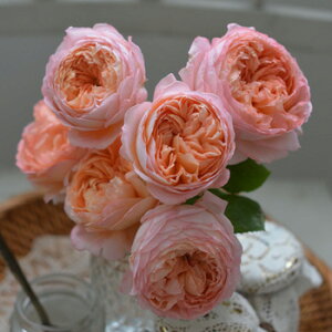 コンフィチュール(大苗予約)7号鉢植え 河本バラ園 四季咲き バラ苗 《農林水産省 登録品種》