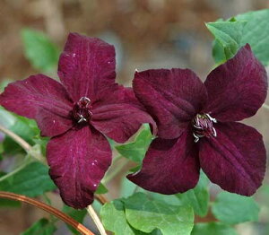 N}`X f_[NEACYf nFr`Zn 12cm|bg