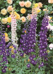 ftBj[ e ubNiCgf ϊh 10.5cm|bg