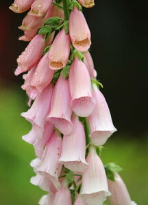 WM^X eTbgYAvRbgf hi10.5cm|bgj