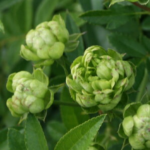 切り花 鉢植えの人気商品 通販 価格比較 価格 Com