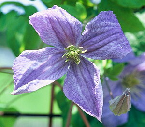 N}`X 'G~AEv^[' nFr`Zn 12cm|bg