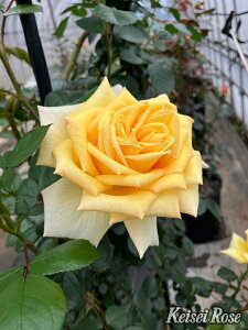 A\Cic\j 7A lG炫֌ninCubheB[[Yj CA oc s_ѐY o^it