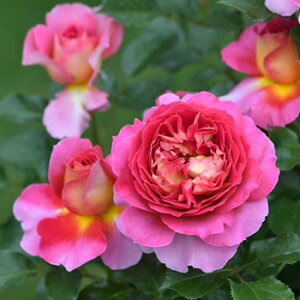 エスプリ・ドゥ・パリ(大苗予約)7号鉢植え デルバール(Delbard) フレンチローズ 四季咲き バラ苗 《農林水産省 登録品種》