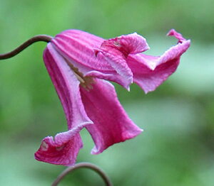 N}`X fGg[E[YiGg[E[jf nFeLZVXArIin 12cm|bg