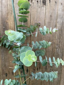 ユーカリ 苗の人気商品 通販 価格比較 価格 Com