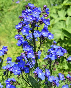 A`[TEAYA ftFCUvChf h 10.5cm|bg