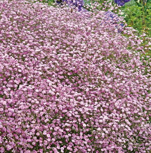 hݑ ftFXeBoV[Yf sN d炫@h@12cm|bg