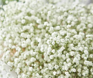 hݑ ftFXeBoV[Yf zCg h@d炫@12cm|bg