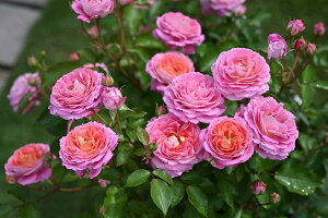 フルレット(大苗予約)7号鉢植え デルバール(Delbard) フレンチローズ 四季咲き バラ苗 《種苗登録出願中》