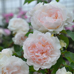 フランシス・バーネット(大苗予約)7号鉢植え バラ苗 《農林水産省 登録品種》 四季咲き ロサ・オリエンティス プログレッシオシリーズ
