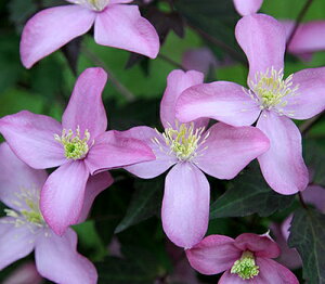 N}`X f^i tb_i^i t[_jf nF^in 12cm|bg