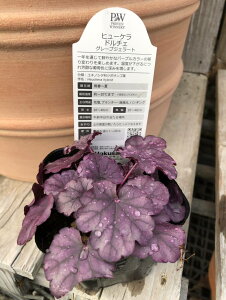 �q���[�P���E�h���`�F �f�O���[�v�W�F���[�g�f �h���� 10.5cm�|�b�g