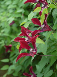 N}`X 'OCu^CEr[eBiOxeBEr[eBj' h nFeLZVXn V}炫 13.5cm|bg