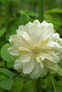 N}`X fO[EpbVf h V}炫 tfV[Y 12cm|bg