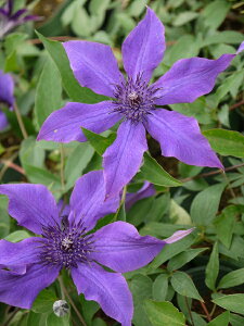 N}`X fKCfBOEv~Xf ChEGB\RNV 12cm|bg