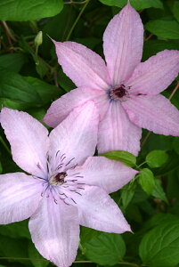 N}`X fn[OCEnCubhf nFWbN}j[n 12cm|bg