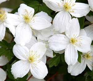 N}`X f^i (͂)f nF^in 12cm|bg