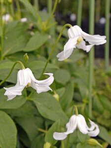 N}`X finNCjf h nFCeOtHAn 12cm|bg