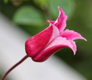 N}`X fnbs[E_CAif nFeLZVXArIin 12cm|bg