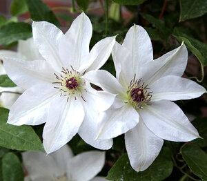 N}`X fRi͂܁jf nFpeXn 12cm|bg