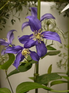 N}`X 'w_[\j[' h nFCeOtHAn V}炫 12cm|bg