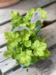 �q���[�P���E�h���`�F �f�t���[�Y���}�X�J�b�g�f �h���� 10.5cm�|�b�g