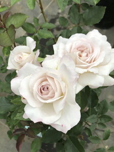 ԂiɐjiVcj7A@lG炫֖[炫nito_[YjXv[炫@͖{o@Kawamoto Brand Roses oc@sco^o蒆t
