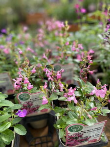 サルビア 苗の人気商品 通販 価格比較 価格 Com