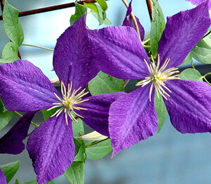 N}`X 'WbN}j[' nFWbN}j[n 12cm|bg