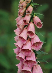 �W�M�^���X�i�t�H�b�N�X�O���[�u�j �e�����g�l���V�X�f �ϊ����h���� 10.5cm�|�b�g