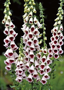 WM^X e pY`CX f hi10.5cm|bgj