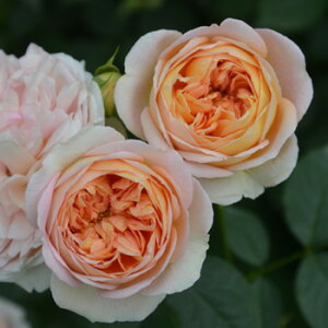ジュール・ヴェルヌ(大苗予約)7号鉢植え 四季咲き ロサ・オリエンティス プログレッシオシリーズ バラ苗 《農林水産省 登録品種》