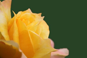 ̕ic\j7A oc lG炫֌ninCubheB[[Yj