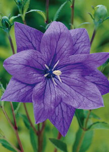 �L�L���E �e �n�R�l�u���[ �f �ϊ����h���� ���d�炫 10.5cm�|�b�g