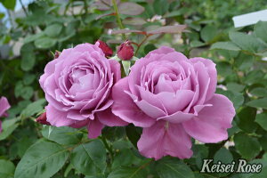 ÂȁiÂȁjic\j 7A lG炫֖[炫nito_[YjXv[炫 oc s_ѐY o^it