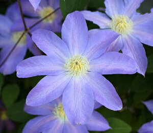 N}`X fgf nFpeXn 12cm|bg