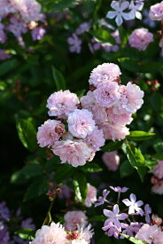こんぺいとう（大苗予約）7号鉢植え　四季咲き　河本バラ園　Kawamoto Brand Roses バラ苗　《種苗登録出願中》